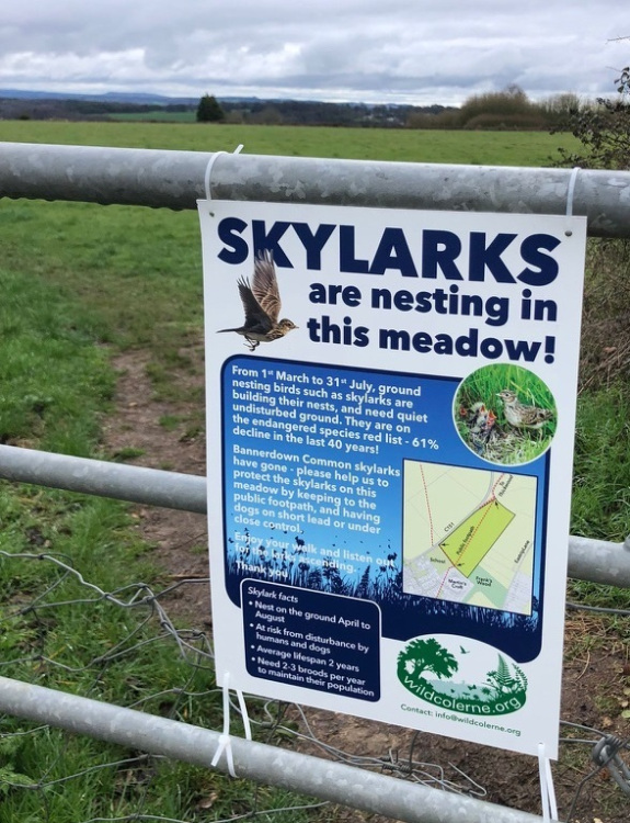 Wild Colerne's Skylarks Nesting Poster
