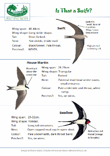 Wild Colerne's 'How to Identify a Swift' Poster
